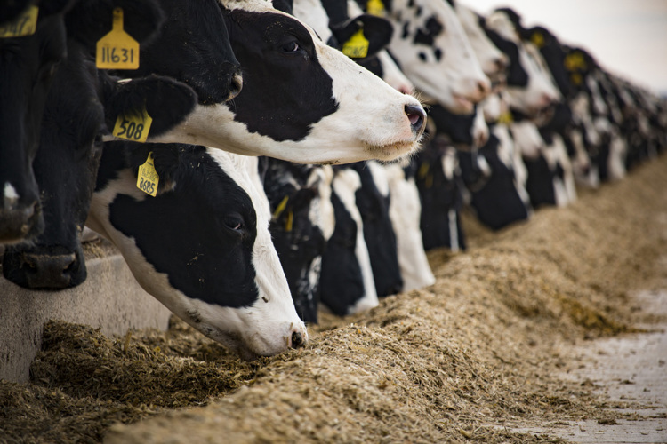 Verfijning van mineraalvoeding voor een duurzamere melkveehouderij